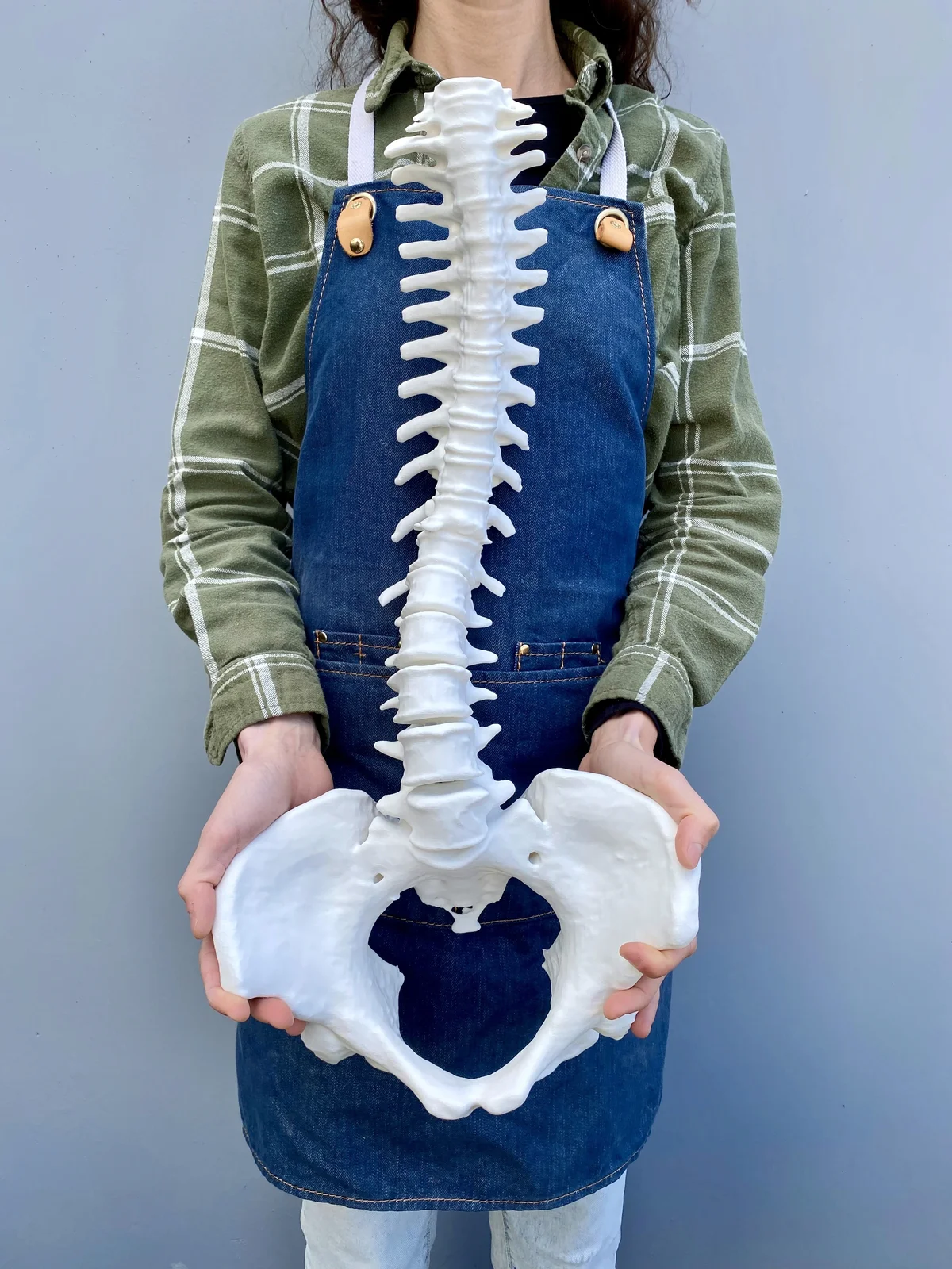 Team member holding a life-size human spine and pelvis anatomical model in front of their torso, 3D-printed from CT scan data